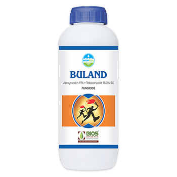 Buland