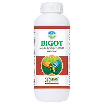 Bigot