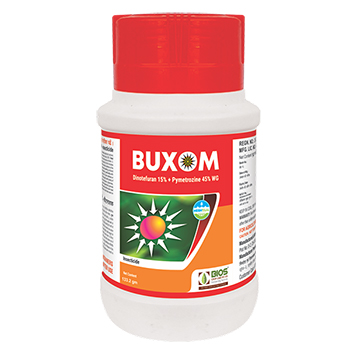 Buxom